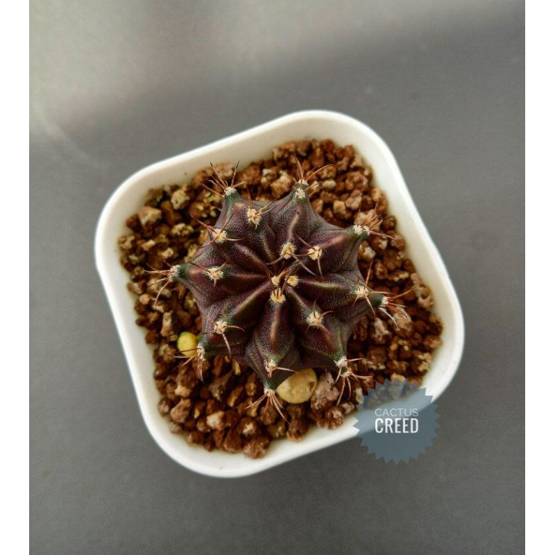 Kaktus cactus Gymno miha Gymnocalycium mihanovichii "Black Pearl"