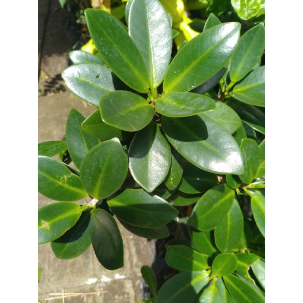 Bibit Bahan Bonsai Bringin Dolar Korea, ficus Dolar, Dolar, Bahan Bonsai Dolar, Bibit Dolar