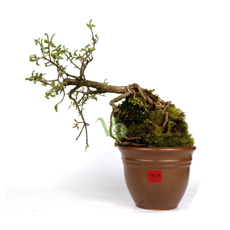 Bonsai Mame Mirten Sakura/Sakura Mikro - 30A