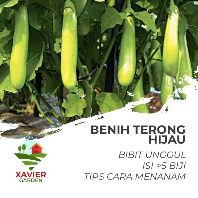 BENIH TERONG HIJAU UNGGUL