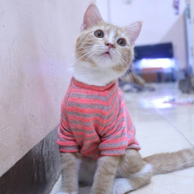 Baju rajut lucu strip pingin untuk kucing dan anjing / baju kucing murah size S M L XL