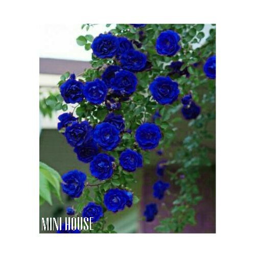 Terlaris Bibit Biji Benih Tanaman Rambat Biru ( Mawar )