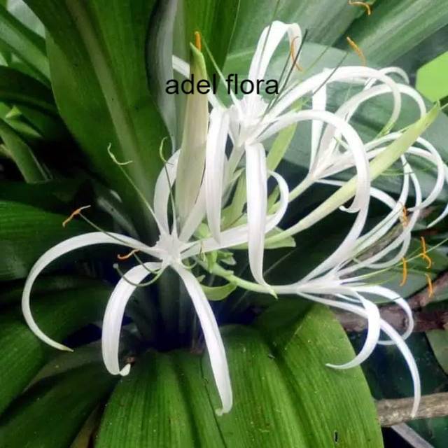 

Jual Daun Bakung Fres 1Kg