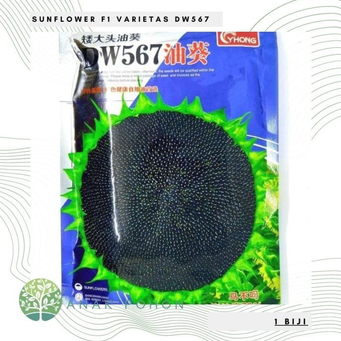 Benih Bibit Biji - Sunflower F1 Varietas DW567 Kuaci Bunga Matahari (3 biji) ANPN62 Ayo Beli