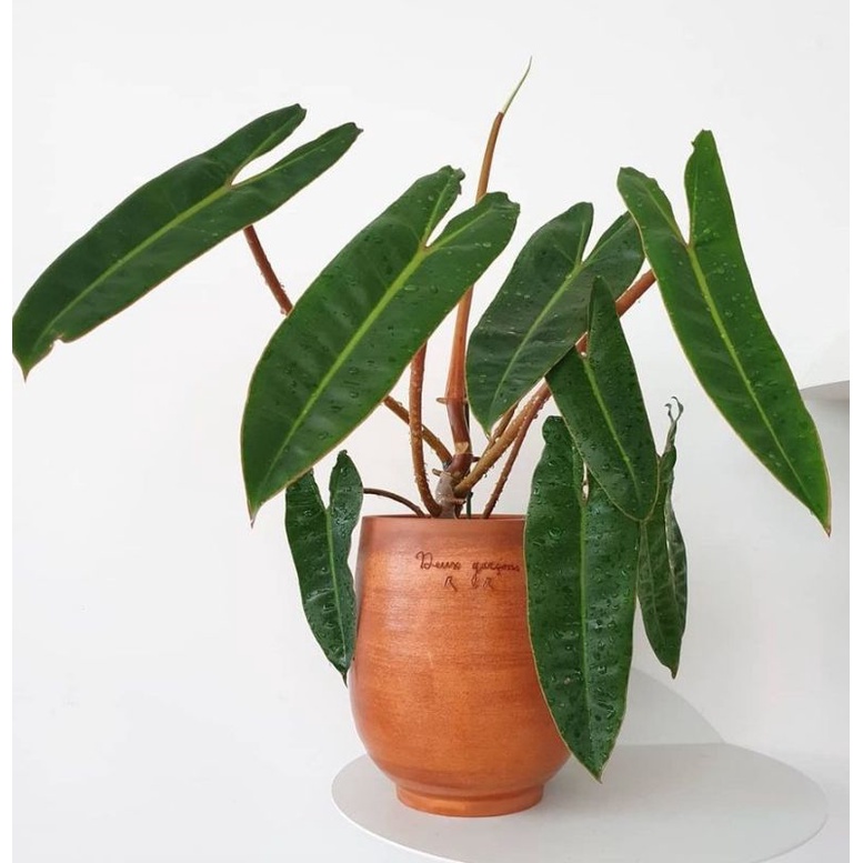 Batang bonggol philodendron kabel busi billietiae murah