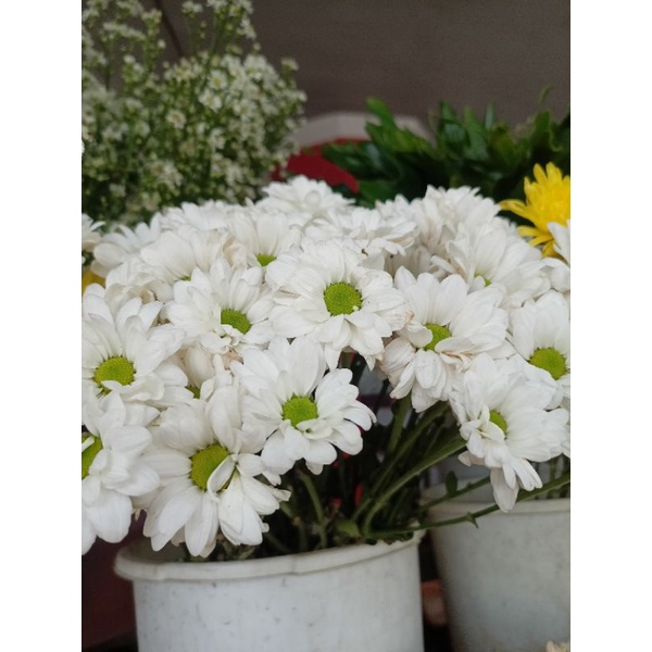 KRISAN TERMURAH/ KRISAN SEMARANG