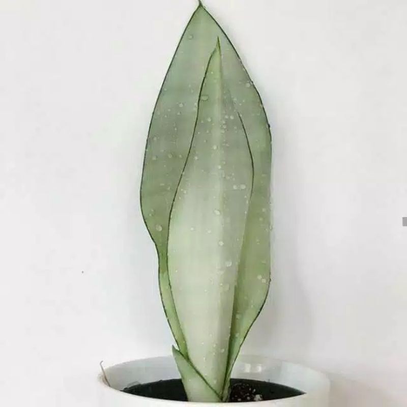 TANAMAN HIAS SANSEVIERA MOONSHINE