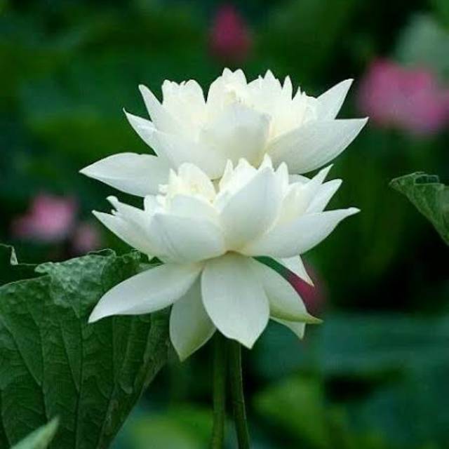 whitelotus_co