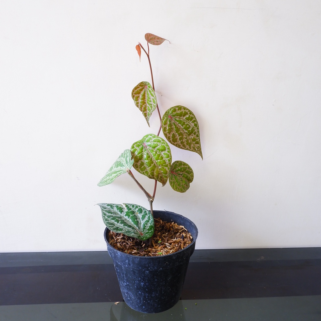 Sirih Merah - Tanaman Hias