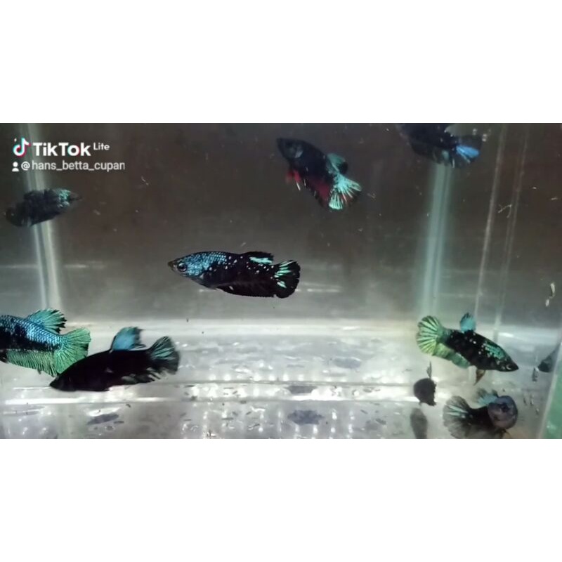 Ikan Cupang Avatar Gordon/green metalic