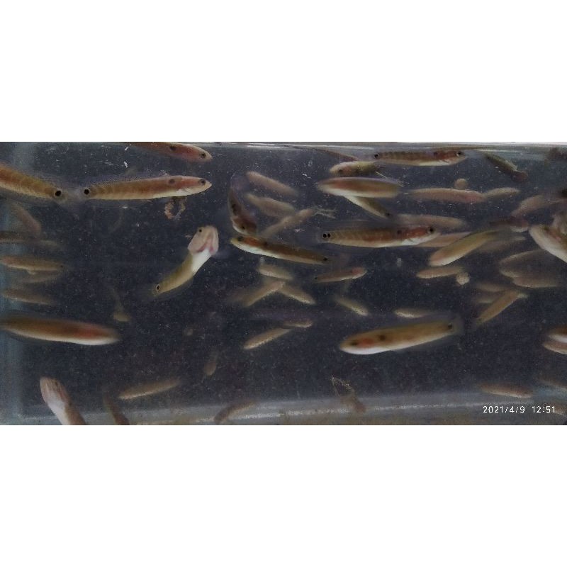 channa asiatica WS pure