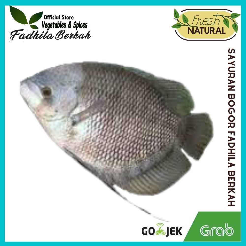 

Ikan Gurame Segar 500gr | ikan segar bogor| Sayuran segar Bogor | Toko Fadhila Berkah Bogor