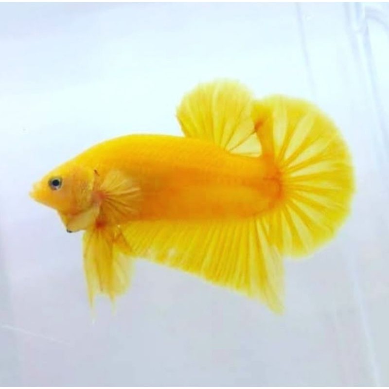 İkan Cupang yellow banana