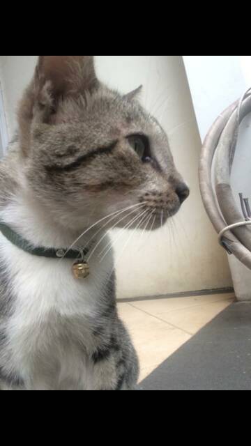 3 pc Kalung katun polos halus untuk kucing anjing kelinci dengan lonceng