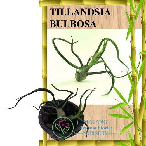 Tanaman Tillandsia Bulbosa