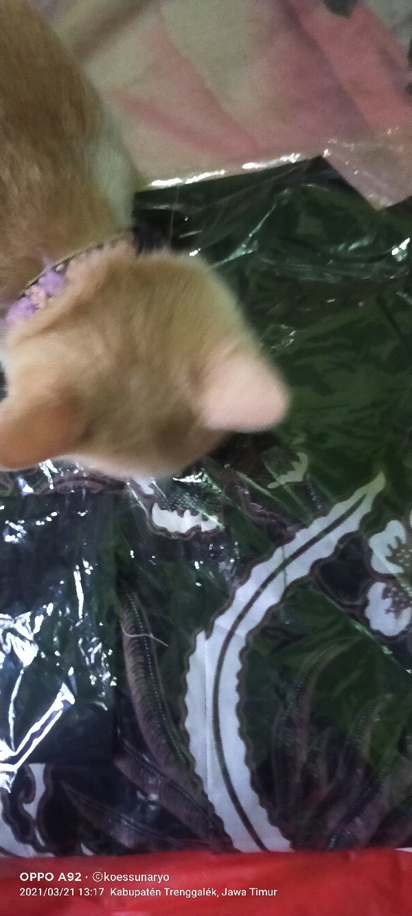 Edelin Kemeja Batik Pria Lapis Furing Katun Primisima Batik Pria Reguler Fit Batik Solo Eksklusif