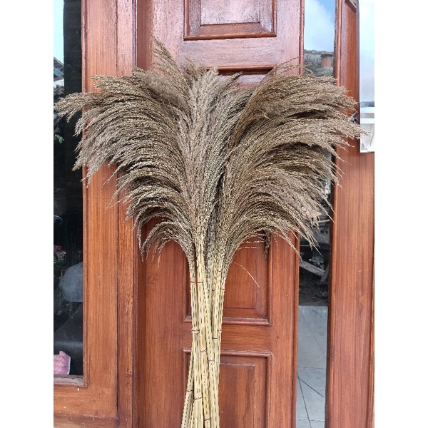 pampas bulu murah | daun kering pampas grass