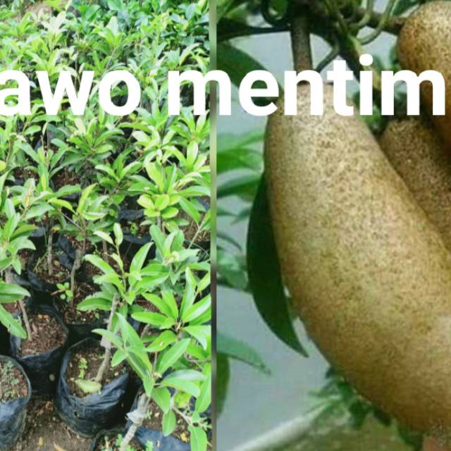 

Sawo mentimun