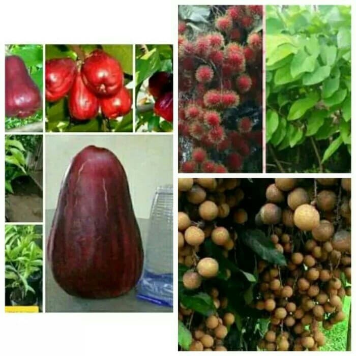 paket 3 bibit jambu, rambutan dan klengkeng