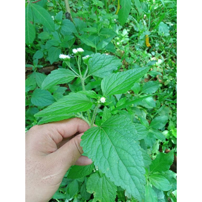 

Herbal Babadotan atau Wedusan Kering Obat Lambung/Maag Kronis Paling Ampuh