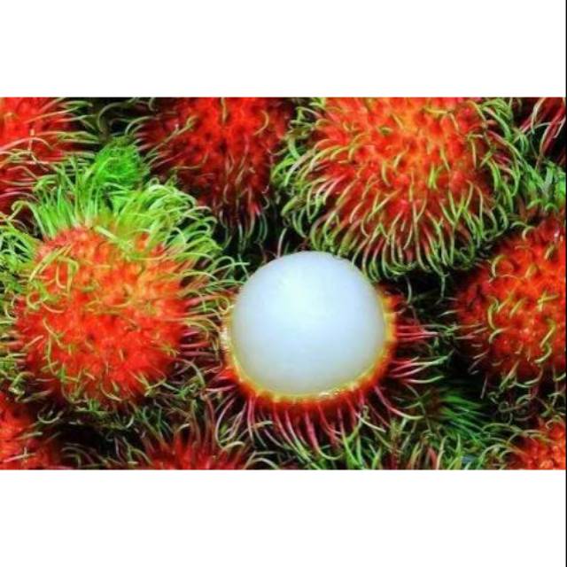 Bibit tanaman rambutan binjai (bonus bunga aster)