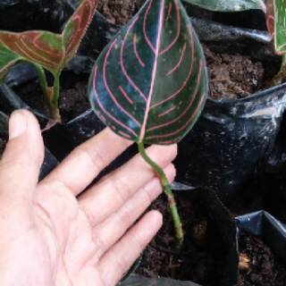 bibit bunga seroja murah aglonema rotundum aceh Shopee bibit bunga seroja murah aglonema rotundum aceh Shopee