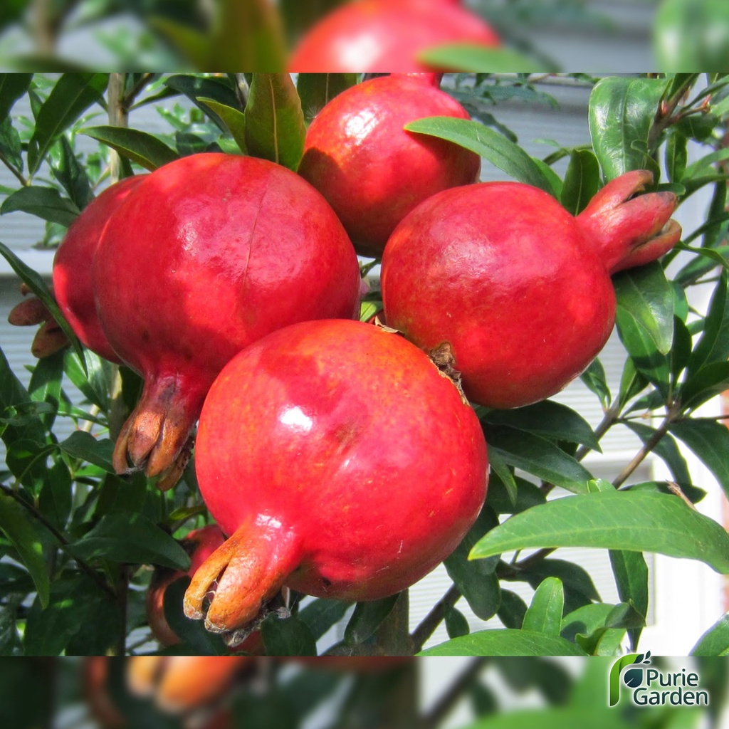 Bibit Tanaman Delima Merah Red Pomegranate Siap Berbuah PG KDR