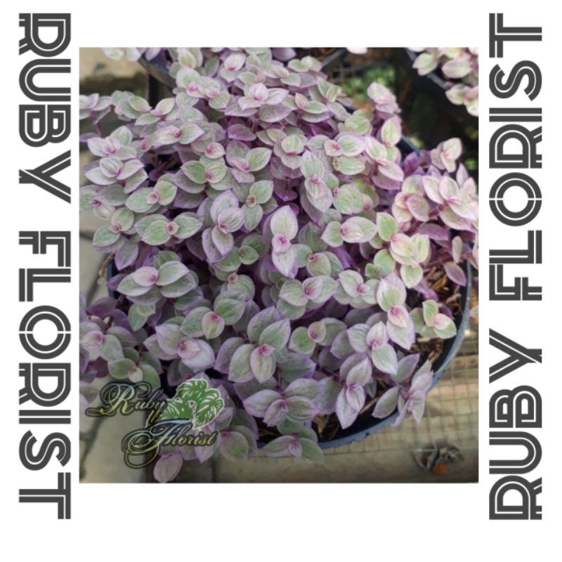 Tanaman Callisia Repens Pink Lady