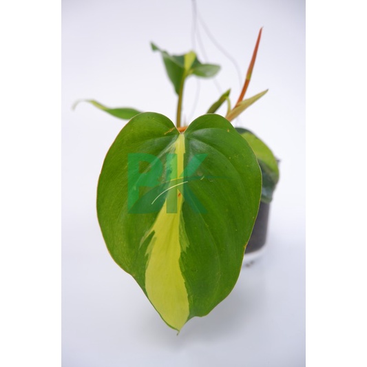 Sirih brazil - Tanaman hias Philodendron Brasil / Pohon Sirih Brazil / Tanaman Gantung