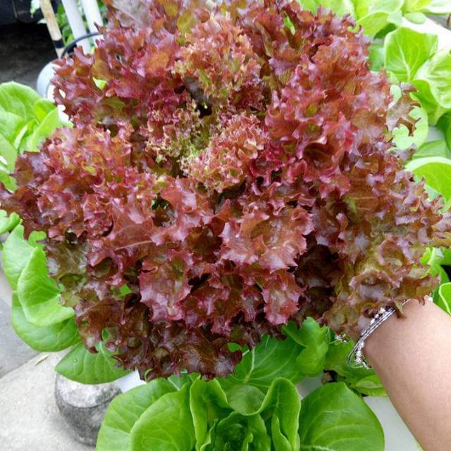 Benih Bibit Biji - Lettuce Red Rapid Selada Keriting Merah Seeds - Panen Dalam 35 Hari