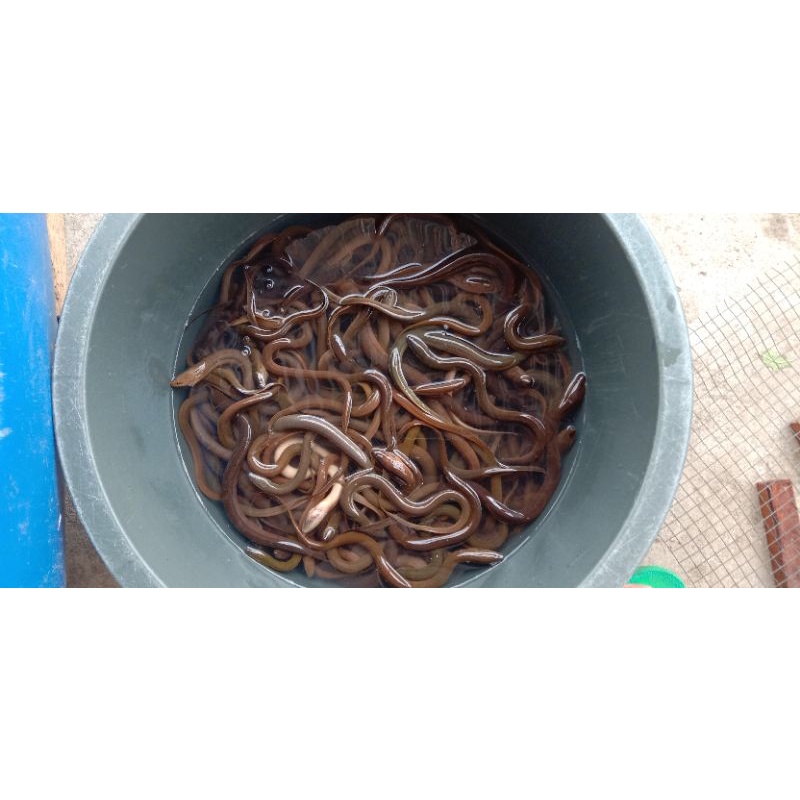 

belut