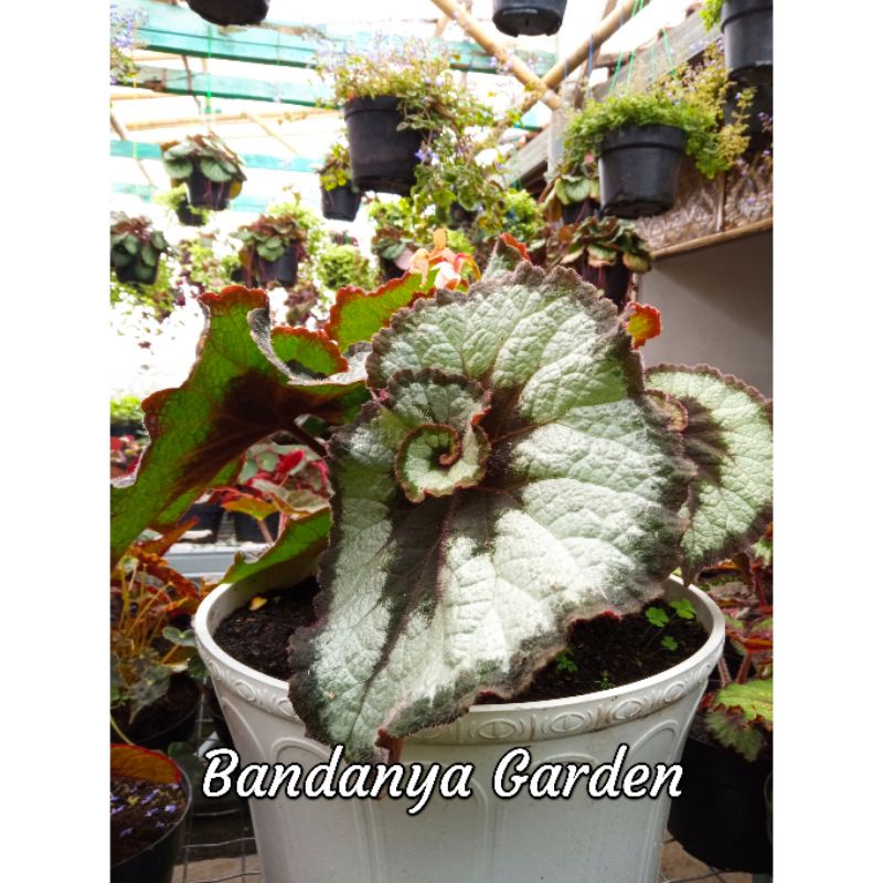 Tanaman Hias Begonia Keong Escargot Hijau