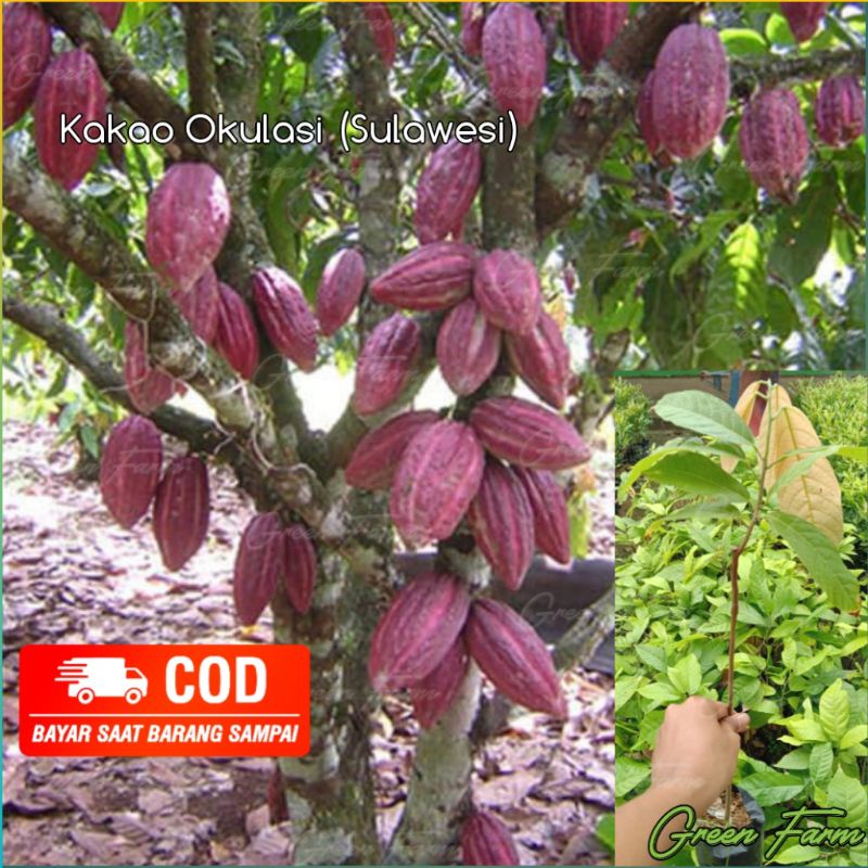 Bibit Kakao Okulasi /Bibit Coklat / Kakao Sulawesi Okulasi (Stek /Sambung Pucuk) MCC02