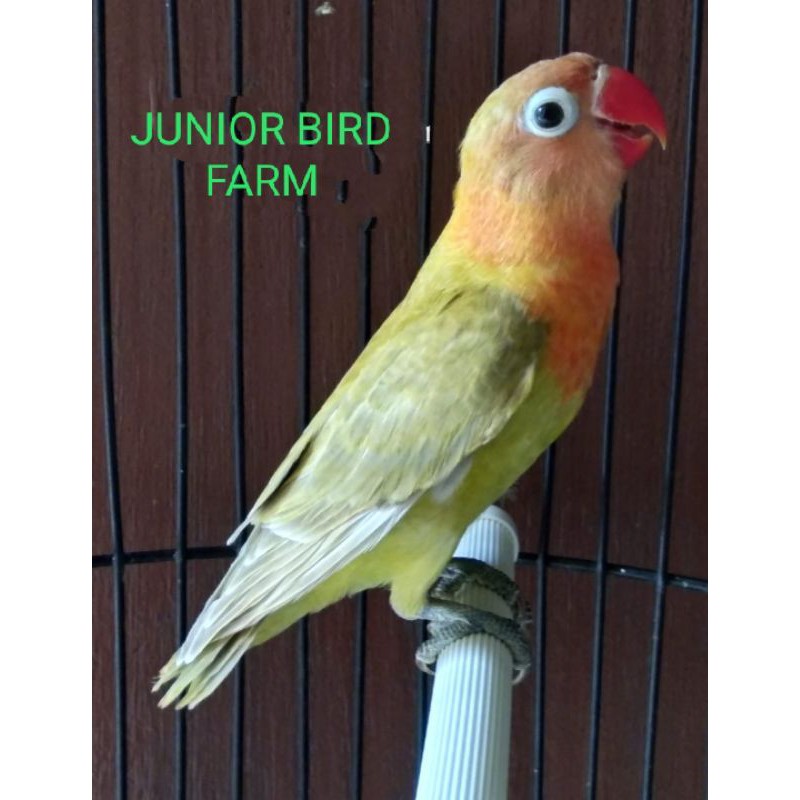 burung love bird pasjo prospek Ring JUNIOR LBF
