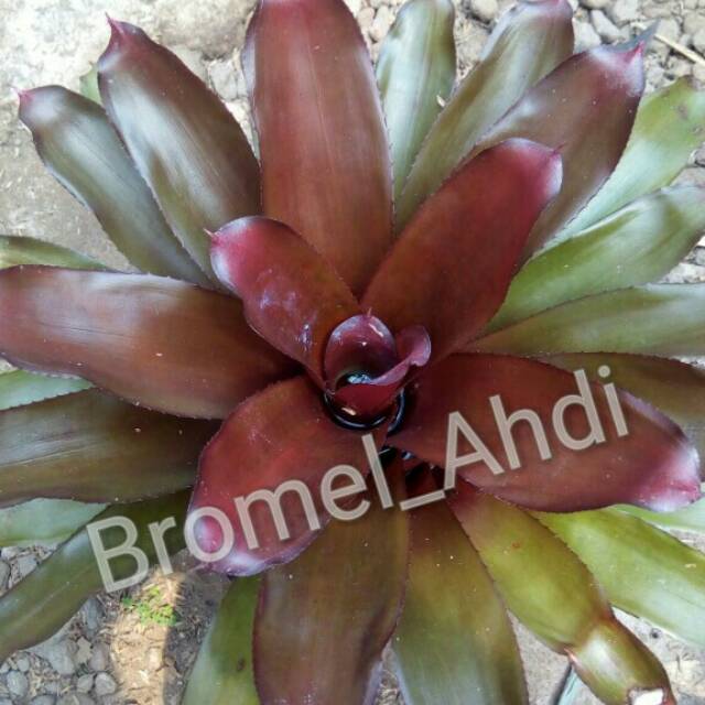 Bromelia black dunhil