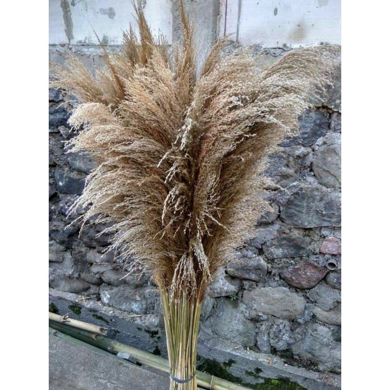 pampas bulu ukuran XL . pampas grass lokal