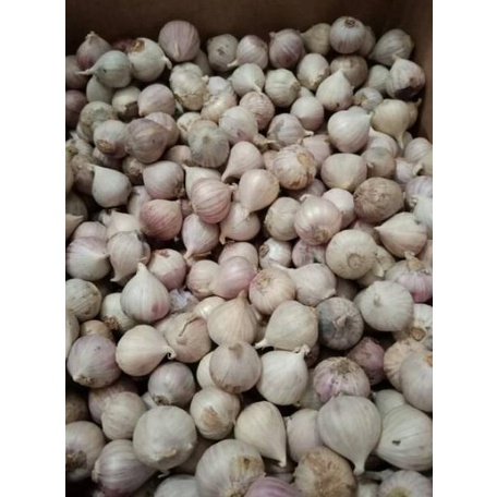 

Bawang Putih Tunggal / Lanang Import Super 500Gram