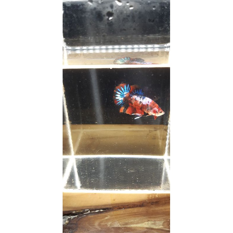 Cupang Red Koi Galaxy 002 / 100%  Sesuai Foto / Cupang Murah / Cupang Indukan