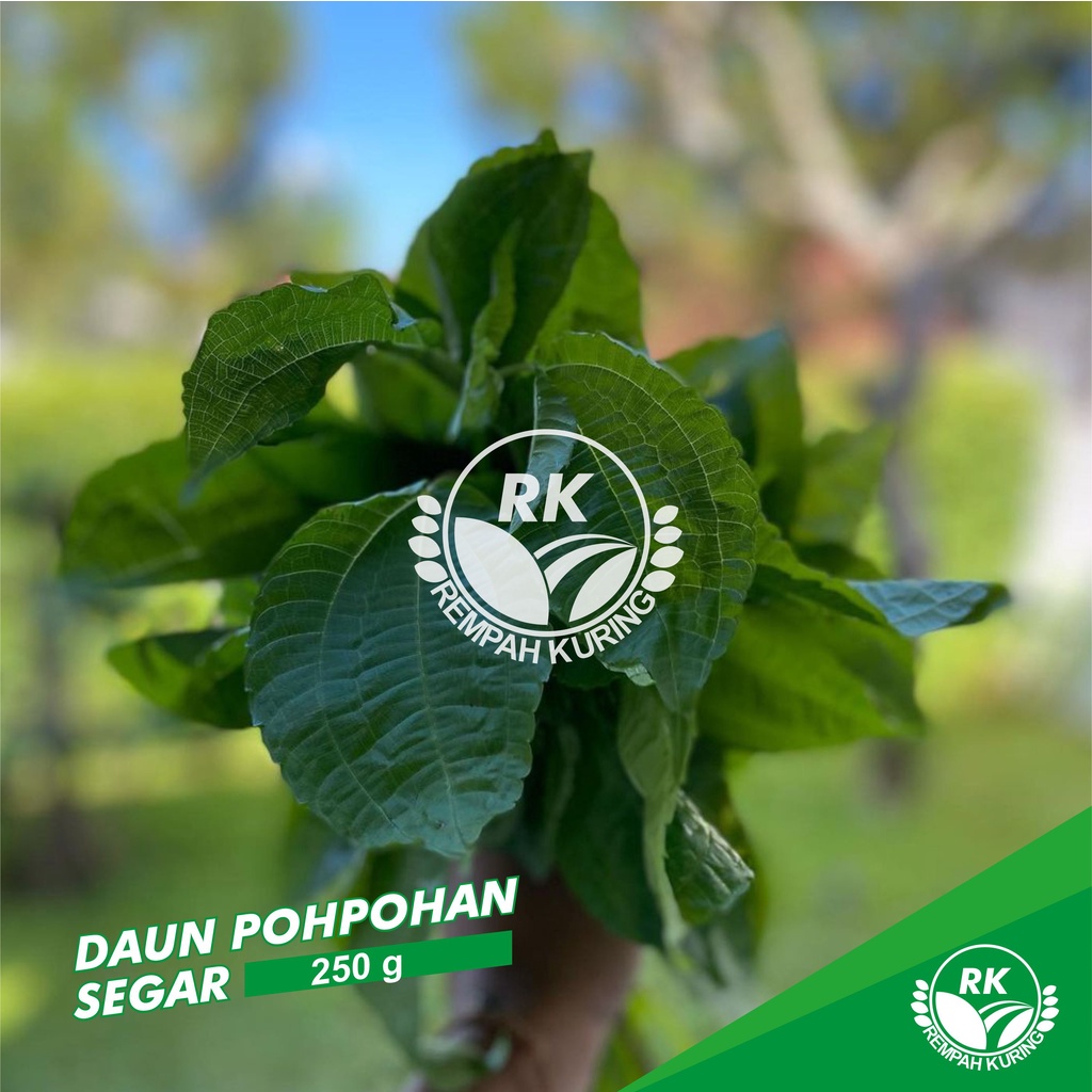 

Pohpohan Segar Bibit Dan Daun 250gr Ready stock Cutting bibit stek pohpohan poh pohan organik siap tanam