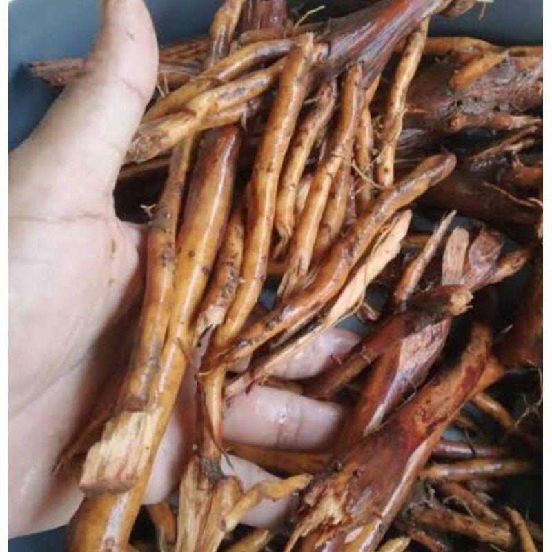 

Akar Aren/Akar Kawung Segar Basah 500gr