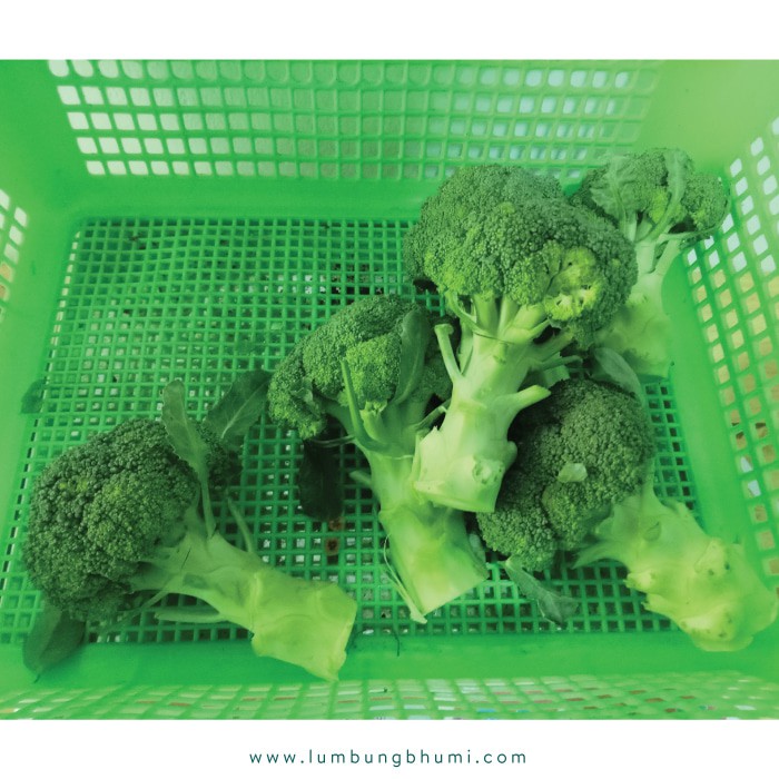 

PROMO BROKOLI CEBAN ( SAYUR - SAYURAN CURAH ) !!!!