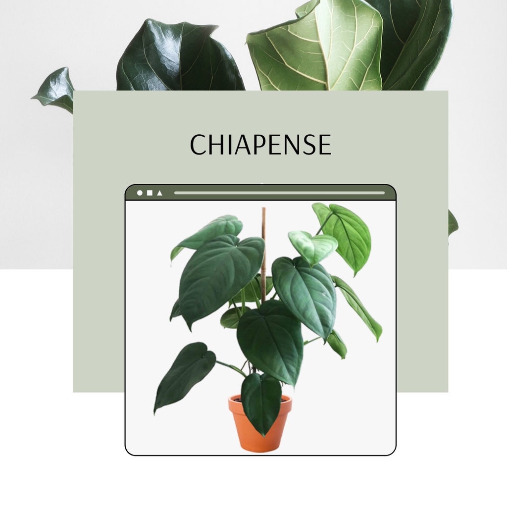 Syngonium Chiapense Tanaman Hias Syngonium Chiapense