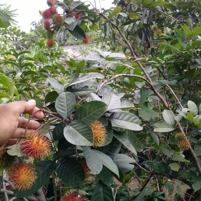 Pohon Buah Rambutan Binjai Sudah Berbuah.