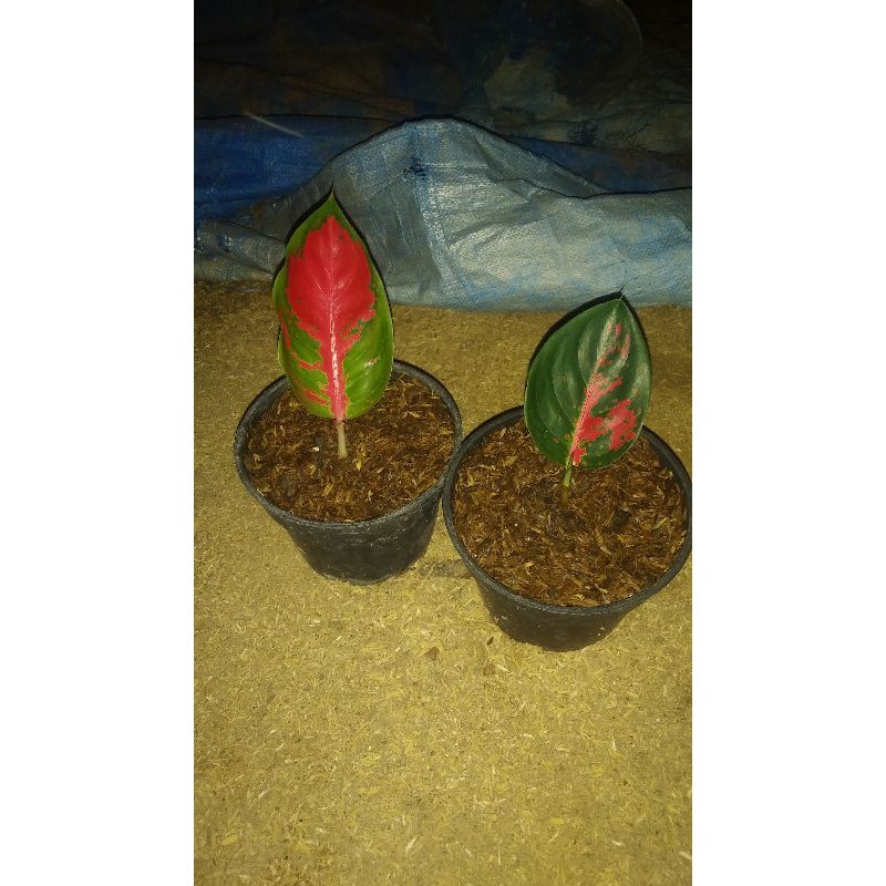 AGLONEMA BABY SUKSOM JAIPONG