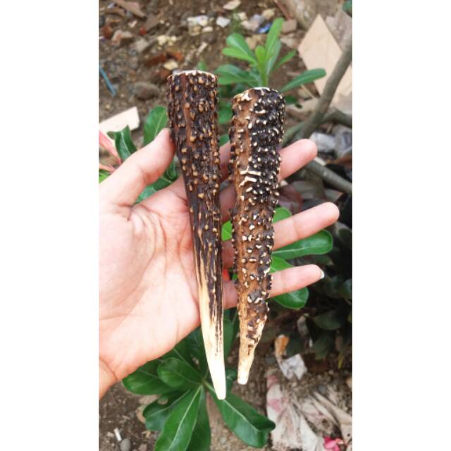 PIPA ROKOK TERBARU MODEL UNIK