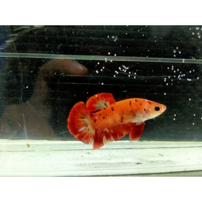 Ikan Cupang (Nemo Fire & HM Pink Fancy)