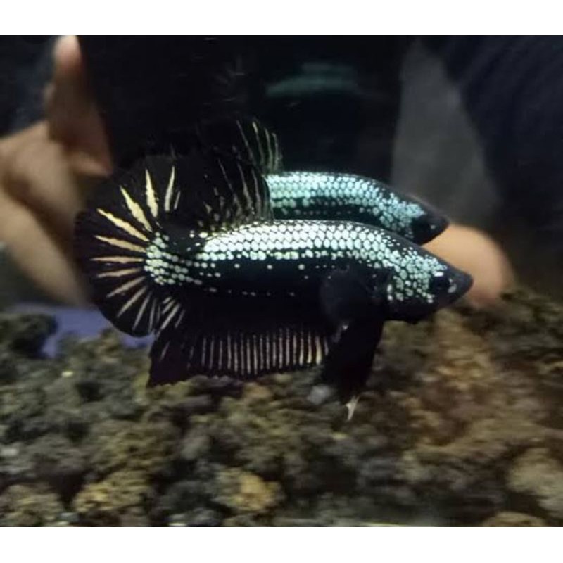 ikan cupang black samurai