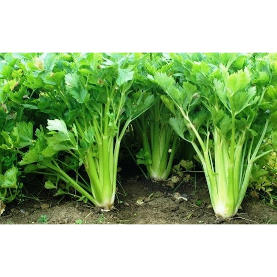 200 Benih Seledri Summer bibit tanaman sayur  sayuran 