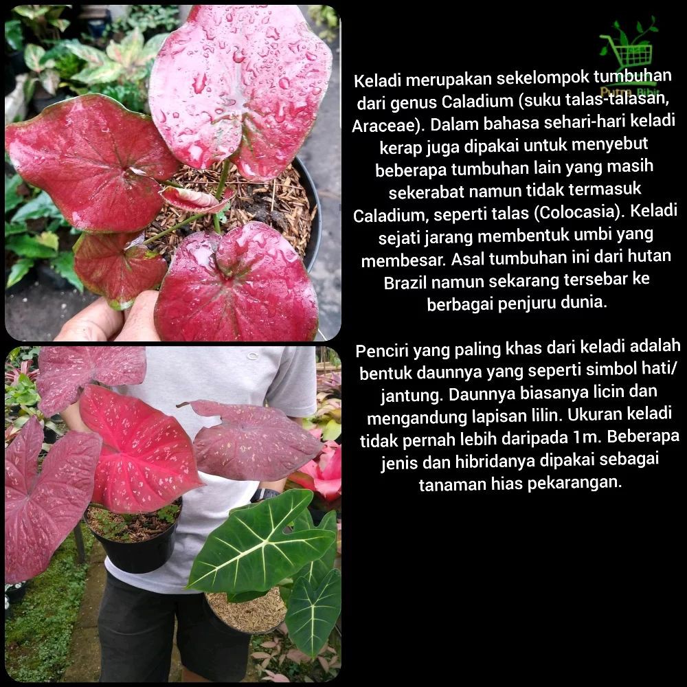 Tanaman Hias Keladi Merah Langka Caladium Sp Hias Daun Shopee Indonesia