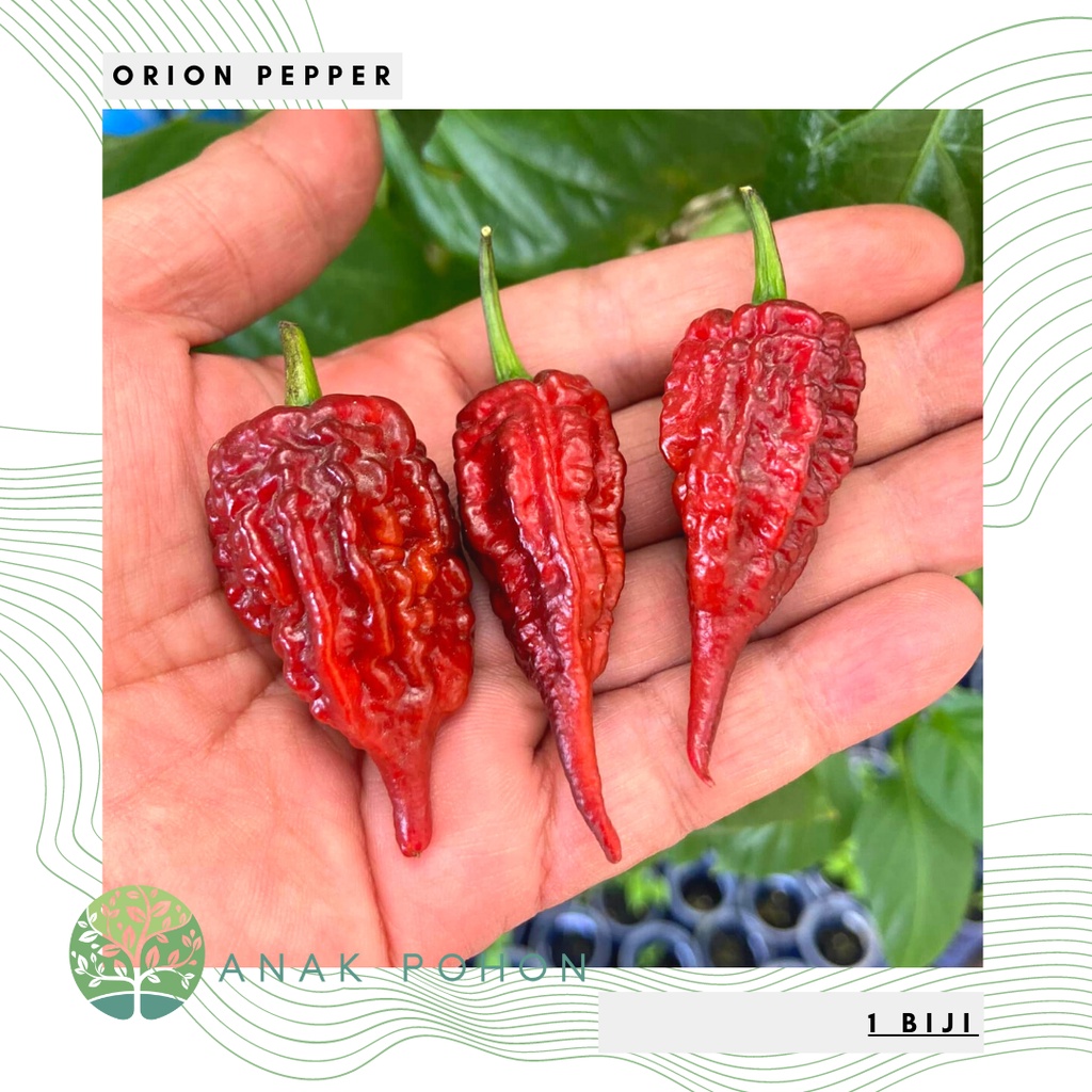 Benih Bibit Biji - Cabai Orion Pepper Cabe Super Pedas Seeds